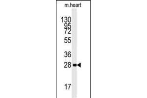 Western blot analysis of anti-PRKAB1 Antibody (N-term) (ABIN391054 and ABIN2841211) in mouse heart lysates (35 μg/lane). (PRKAB1 Antikörper  (N-Term))