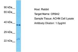 Host: Rabbit Target Name: OR9A2 Sample Type: ACHN Whole Cell lysates Antibody Dilution: 1. (OR9A2 Antikörper  (C-Term))