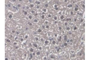 Detection of CYP-40 in Mouse Liver Tissue using Polyclonal Antibody to Cyclophilin 40 (CYP-40)
