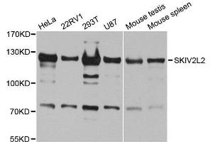 Western blot analysis of extracts of various cell lines, using SKIV2L2 antibody.