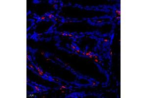 Immunofluorescence of paraffin embedded mouse colon using UBE2J1 (ABIN7076117) at dilution of 1:600 (400x lens) (UBE2J1 Antikörper)
