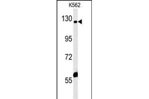 IQSEC3 Antibody (N-term) (ABIN652154 and ABIN2840570) western blot analysis in K562 cell line lysates (35 μg/lane). (IQSEC3 Antikörper  (N-Term))