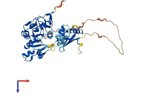 MTHFSD Protein (AA 1-383) (His tag)