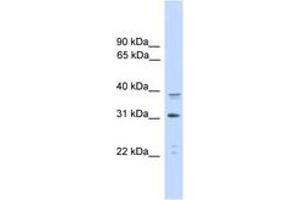 Image no. 1 for anti-CCAAT/enhancer Binding Protein (C/EBP), alpha (CEBPA) (AA 265-314) antibody (ABIN6745500) (CEBPA Antikörper  (AA 265-314))