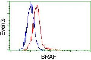 Flow cytometric analysis of Hela cells, using anti-BRAF antibody (ABIN2452815), (Red) compared to a nonspecific negative control antibody (TA50011) (Blue). (BRAF Antikörper)