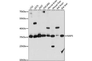 Western blot analysis of extracts of various cell lines, using NAIF1 antibody. (NAIF1 Antikörper)