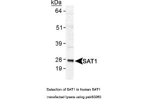 Image no. 1 for anti-Spermidine/spermine N1-Acetyltransferase 1 (SAT1) (AA 100-171), (C-Term) antibody (ABIN363572) (SAT1 Antikörper  (C-Term))