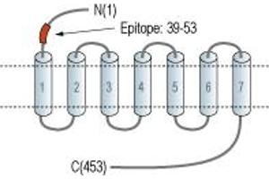 Representative domain view of the target of ABIN7235114. (Cholecystokinin B Receptor (CCKBR) Peptid)