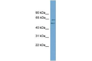 WB Suggested Anti-Nab2 Antibody Titration:  0. (NAB2 Antikörper  (Middle Region))