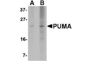 Western Blotting (WB) image for anti-BCL2 Binding Component 3 (BBC3) (AA 76-170) antibody (ABIN492517) (PUMA Antikörper  (AA 76-170))