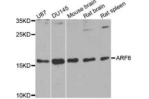 Western blot analysis of extracts of various cell lines, using ARF6 antibody. (ARF6 Antikörper  (AA 1-175))