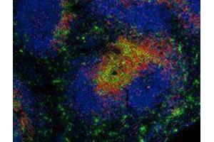 Immunofluorescence (IF) image for anti-CD4 (CD4) antibody (Alexa Fluor 594) (ABIN2656832) (CD4 Antikörper  (Alexa Fluor 594))