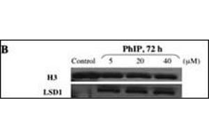 Western Blotting (WB) image for anti-Lysine (K)-Specific Demethylase 1A (KDM1A) (AA 819-852), (C-Term) antibody (ABIN388023)