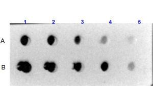 Dot Blot (DB) image for Collagen, Type VI (COL6) protein (ABIN5624600)
