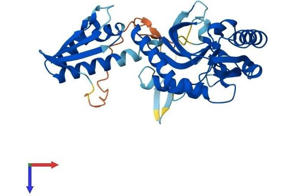ASCC1 Protein (AA 1-356) (His tag)