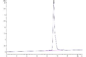 The purity of SARS-CoV-2 3CLpro (F140A) is greater than 95 % as determined by SEC-HPLC. (SARS-Coronavirus Nonstructural Protein 8 (SARS-CoV NSP8) (F140A) Protein)