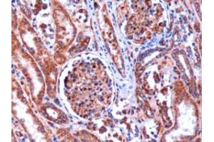ABIN184774 (1µg/ml) staining of paraffin embedded Human Kidney.