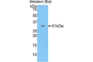 Western Blotting (WB) image for anti-Protein Disulfide Isomerase Family A, Member 3 (PDIA3) (AA 162-416) antibody (ABIN1860170) (PDIA3 Antikörper  (AA 162-416))