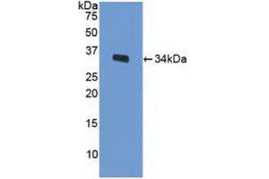 Western blot analysis of recombinant Mouse LRP1. (LRP1 Antikörper  (AA 692-962))