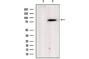 Western blot analysis of extracts from hela, using TRAP1  Antibody. (TRAP1 Antikörper  (Internal Region))