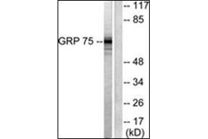 Western blot analysis of extracts from COS7 cells, using GRP75 Antibody. (HSPA9 Antikörper  (C-Term))