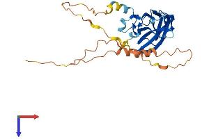 RIMS4 Protein (AA 1-269) (His tag)