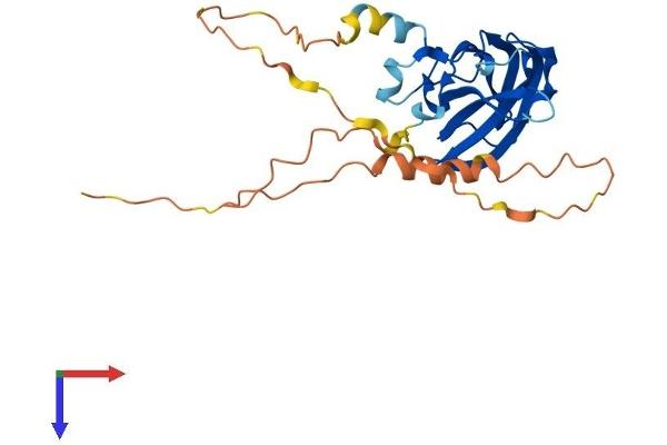 RIMS4 Protein (AA 1-269) (His tag)