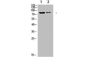 Western Blot analysis of 1,hela 2,3T3 cells using primary antibody diluted at 1:500(4 °C overnight). (COL8a2 Antikörper  (AA 611-660))