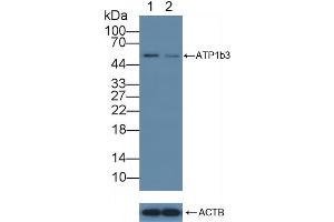 Western Blotting (WB) image for anti-ATPase, Na+/K+ Transporting, beta 3 Polypeptide (ATP1B3) (AA 61-273) antibody (ABIN7440134)