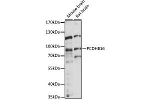 Western blot analysis of extracts of various cell lines, using PCDHB16 antibody (ABIN6291191) at 1:1000 dilution. (PCDHB16 Antikörper)
