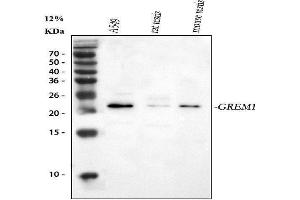 Western blot analysis of GREM1 using anti-GREM1 antibody (ABIN3043836).