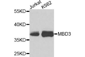 Western blot analysis of extracts of various cell lines, using MBD3 antibody (ABIN5971257) at 1/1000 dilution. (MBD3 Antikörper)