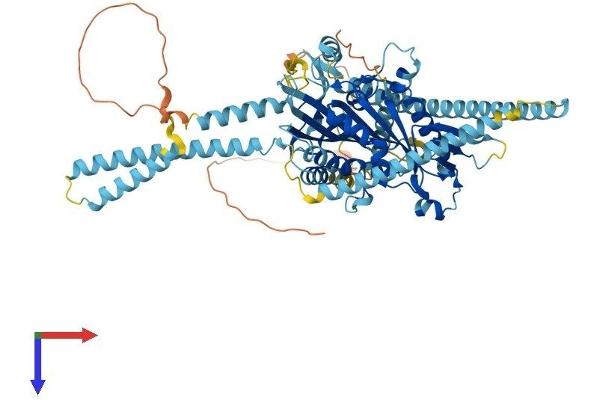 KIF3A Protein (AA 1-699) (His tag)