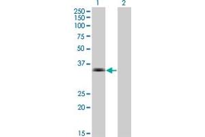 Western Blot analysis of MSI2 expression in transfected 293T cell line by MSI2 monoclonal antibody (M16), clone 2D7. (MSI2 Antikörper  (AA 1-328))