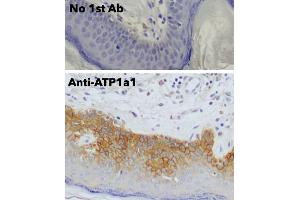 Immunohistochemistry (IHC) image for anti-Sodium Potassium ATPase, alpha1 (ATP1A1) (N-Term) antibody (ABIN7272975) (ATP1A1 Antikörper  (N-Term))