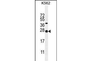 GAL Antibody (Center) (ABIN655055 and ABIN2844684) western blot analysis in K562 cell line lysates (35 μg/lane).