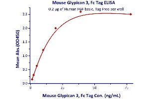 Measured by its binding ability in a functional ELISA. (Glypican 3 Protein (GPC3) (AA 25-557) (Fc Tag))