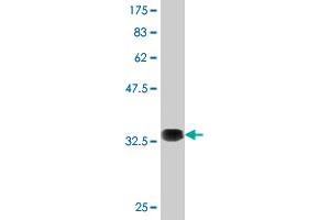 Western Blot detection against Immunogen (36. (AMPD2 Antikörper  (AA 86-185))