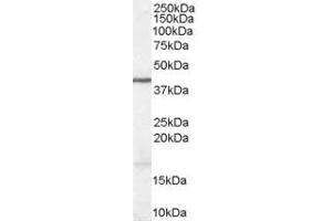 ABIN185634 (1 ug/ml) staining of Human Brain lysate (35 ug protein in RIPA buffer). (WNT3 Antikörper  (Internal Region))