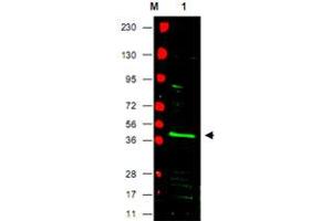 Western blot using PPARG polyclonal antibody  shows detection of PPARG protein in a mouse NIH/3T3 whole cell lysate (Lane 1 arrowhead). (PPARG Antikörper  (N-Term))