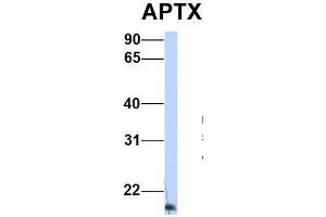 Host:  Rabbit  Target Name:  APTX  Sample Type:  Human HepG2  Antibody Dilution:  1.
