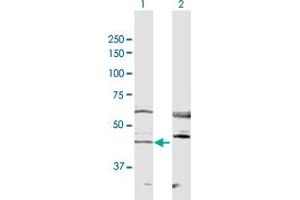 Western Blot analysis of RRS1 expression in transfected 293T cell line by RRS1 MaxPab polyclonal antibody. (RRS1 Antikörper  (AA 1-365))