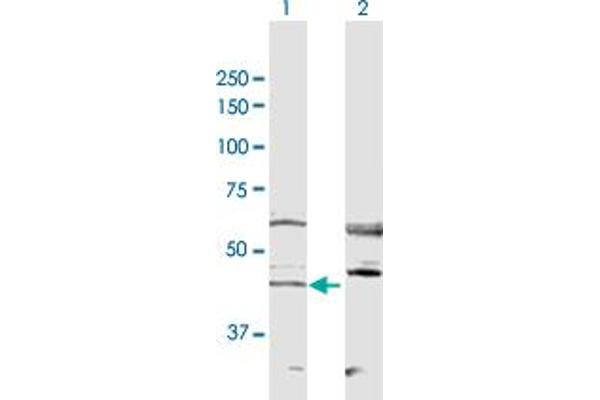 RRS1 antibody  (AA 1-365)