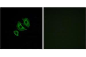 Immunofluorescence analysis of A549 cells, using OR10J6 Antibody. (OR10J6P Antikörper  (AA 227-276))