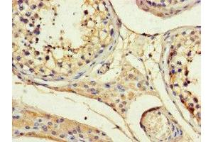 Immunohistochemistry of paraffin-embedded human testis tissue using ABIN7144100 at dilution of 1:100 (ANGPTL1 Antikörper  (AA 24-289))
