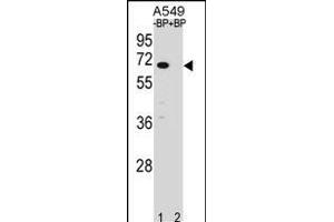 Western blot analysis of ASB3 Antibody (N-term) Pab (ABIN1539061 and ABIN2848449) pre-incubated without(lane 1) and with(lane 2) blocking peptide in A549 cell line lysate. (ASB3 Antikörper  (N-Term))