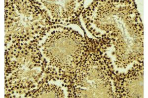 ABIN6274520 at 1/100 staining Mouse testis tissue by IHC-P. (AKIP1 Antikörper  (Internal Region))