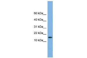Western Blot showing SPA17 antibody used at a concentration of 1-2 ug/ml to detect its target protein. (SPA17 Antikörper  (N-Term))