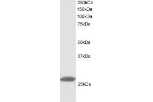 Western Blotting (WB) image for anti-Tumor Necrosis Factor (Ligand) Superfamily, Member 13 (TNFSF13) (C-Term) antibody (ABIN2465418) (TNFSF13 Antikörper  (C-Term))