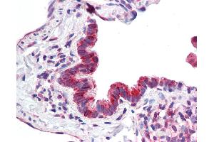 Anti-MICU1 / CBARA1 antibody IHC staining of human lung, respiratory epithelium. (MICU1 Antikörper  (AA 113-126))